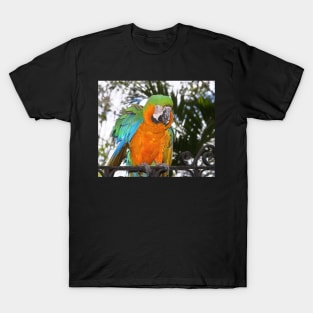 Harlequin Macaw T-Shirt